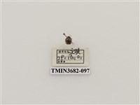 藏品(鞘翅目(2))的圖片